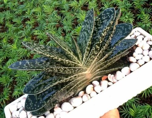 Gasteria – Guía de cuidados Gasteria - Guía completa de cuidados