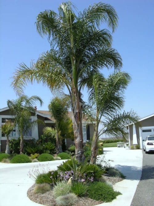 Palmera pindó - Cuidados