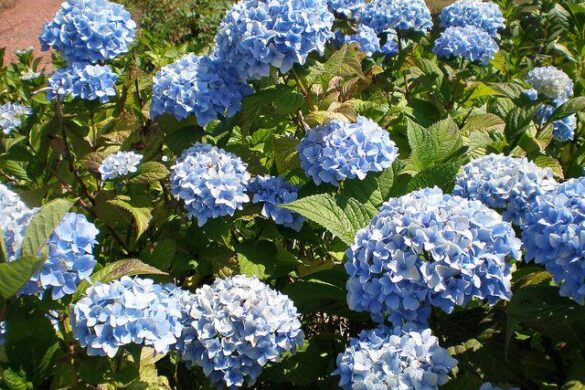 Fotos de hortensias Mi hortensia no florece. Cómo hacerla florecer.