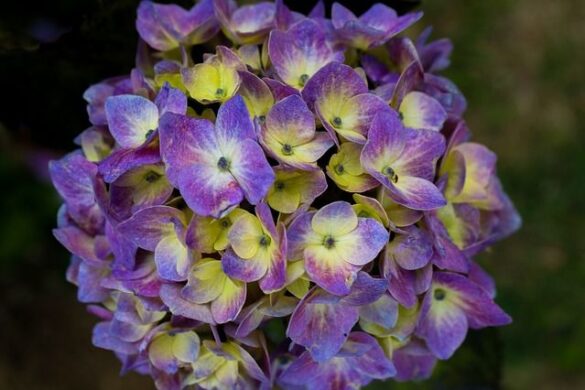 Fotos de hortensias. Mi hortensia no florece. Cómo hacerla florecer.