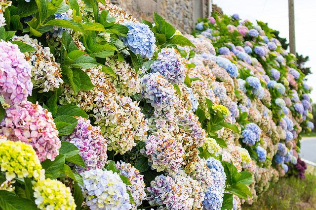 Mi hortensia no florece. Cómo hacerla florecer.