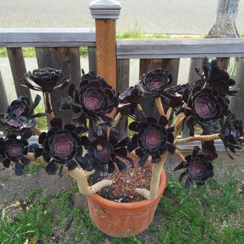 Suculenta rosa negra - Cultivo y cuidados - Succulent Avenue