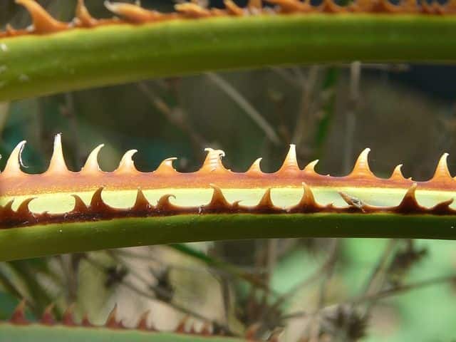 Cómo podar la palmera washingtonia