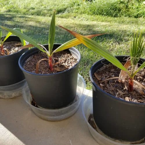 Cómo propagar la palmera Washingtonia