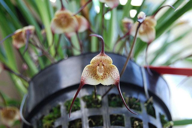 Orquídea Drácula - Cultivos y cuidados - Succulent Avenue