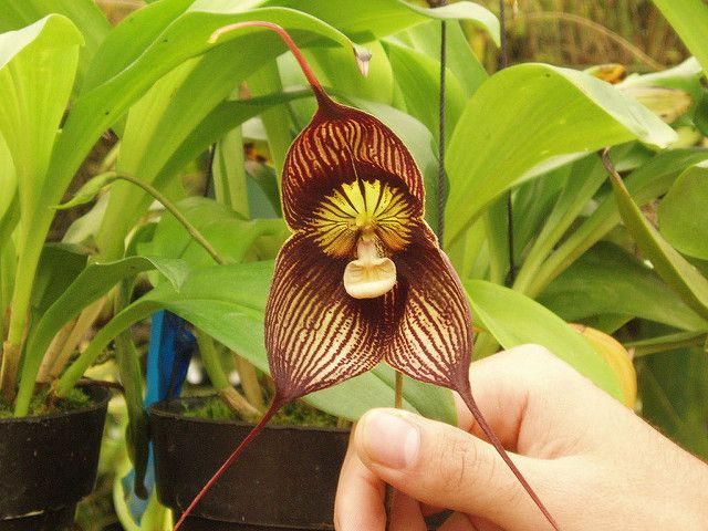 Orquídea Drácula - Cultivos y cuidados - Succulent Avenue
