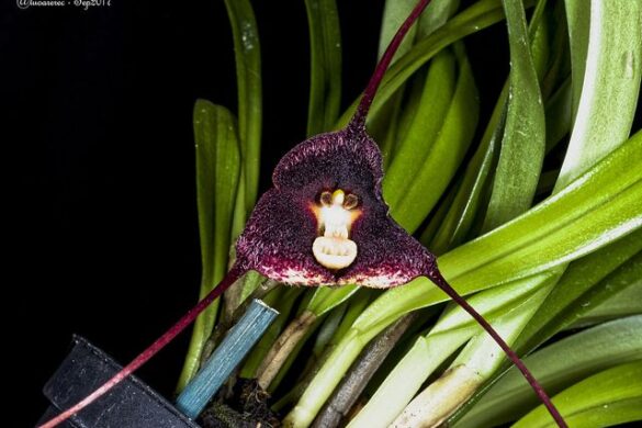 Fotos de orquídea Drácula Fotos de orquídea Drácula