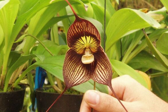 Fotos de orquídea Drácula Fotos de orquídea Drácula