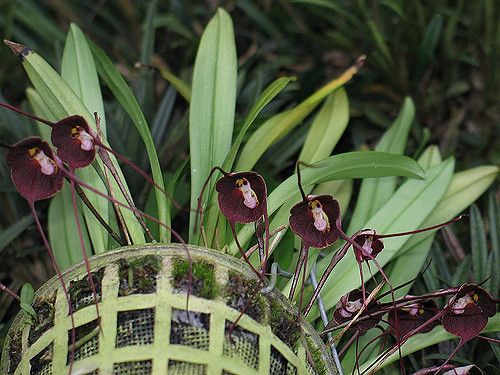 Fotos de orquídea Drácula Fotos de orquídea Drácula