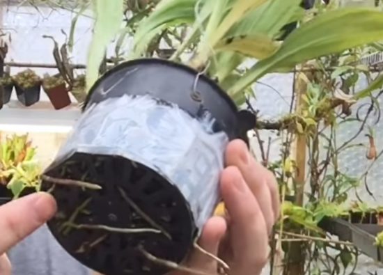 Orquídea Drácula - Cuidados