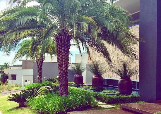 Fotos de palmera datilera (6)