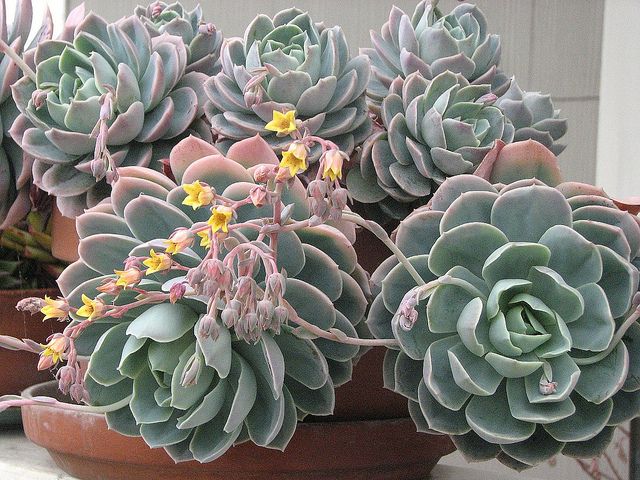 Cómo cuidar la suculenta echeveria