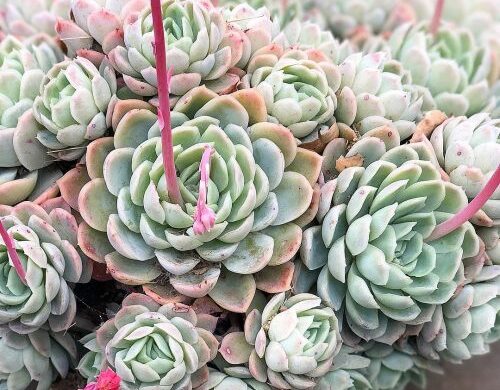 Echeveria elegans – Guía de cuidados (2)