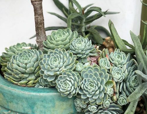 Echeveria elegans – Guía de cuidados