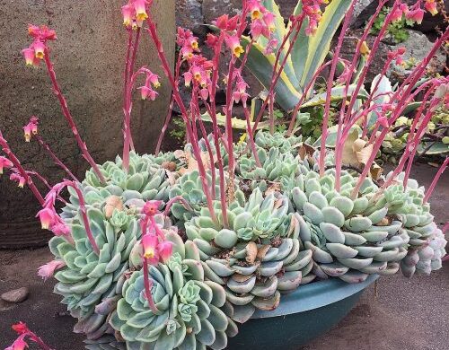 Echeveria elegans – Guía de cuidados (4)