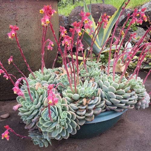 Echeveria elegans - Guía de cuidados - Succulent Avenue