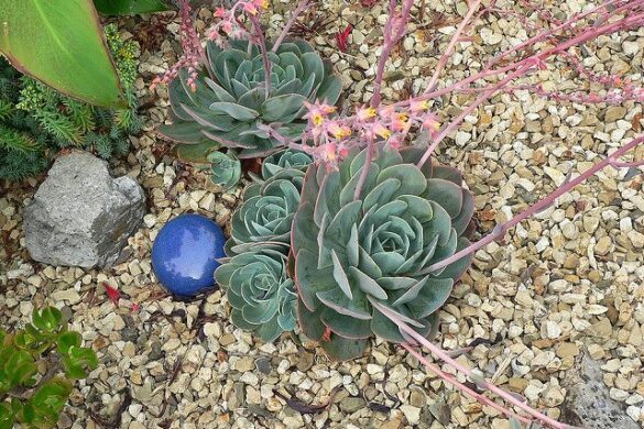 Fotos de suculenta echeveria Fotos de suculenta echeveria