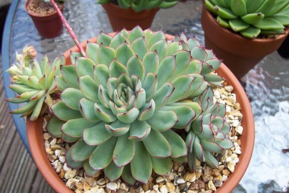 Fotos de suculenta echeveria Fotos de suculenta echeveria