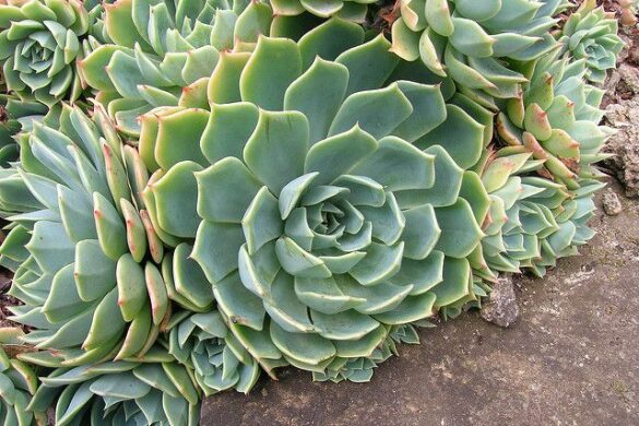 Fotos de suculenta echeveria Fotos de suculenta echeveria