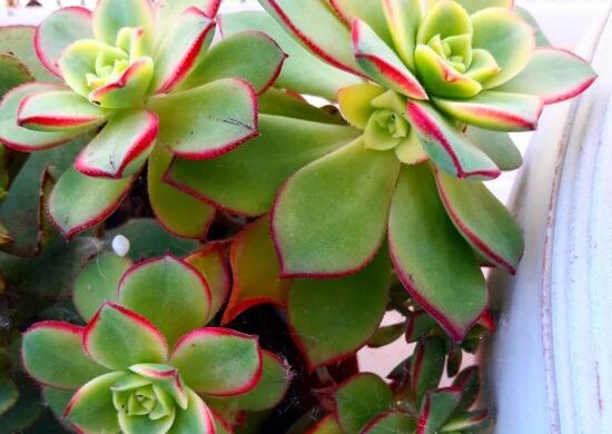 Fotos de Aeonium Kiwi (4) Fotos de Aeonium Kiwi