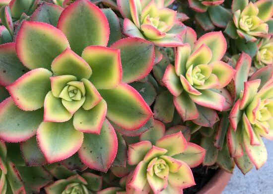 Fotos de Aeonium Kiwi Fotos de Aeonium Kiwi