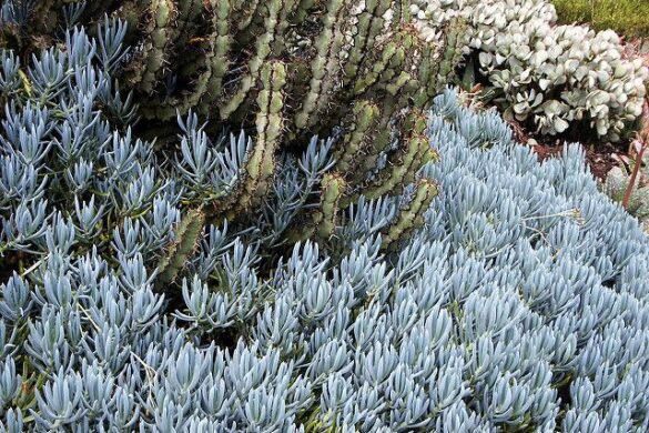 Fotos de Senecio mandraliscae (bálsamo azul) Fotos de Senecio mandraliscae (bálsamo azul)