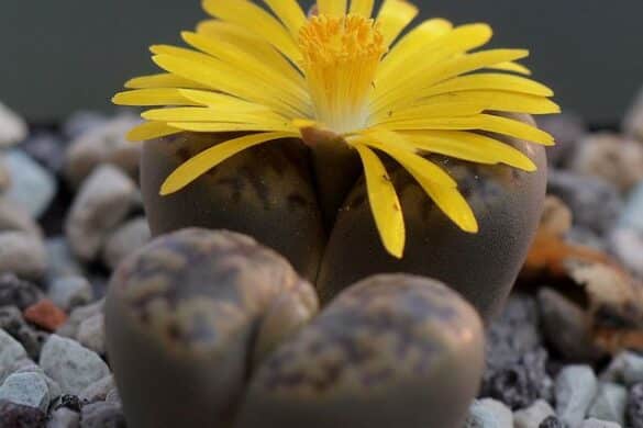 Fotos de lithops (piedra viva) Fotos de lithops (piedra viva)