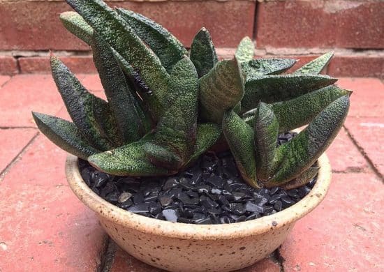 Gasteria batesiana Gasteria batesiana