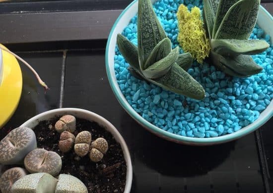 Gasteria batesiana Gasteria batesiana