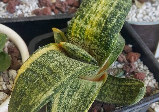 Gasteria batesiana Gasteria batesiana