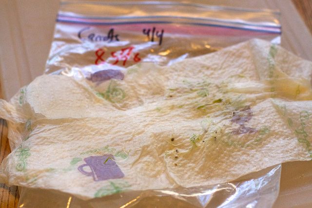 Prueba de germinación de semillas
