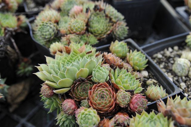 Suculentas resistentes al frío y heladas