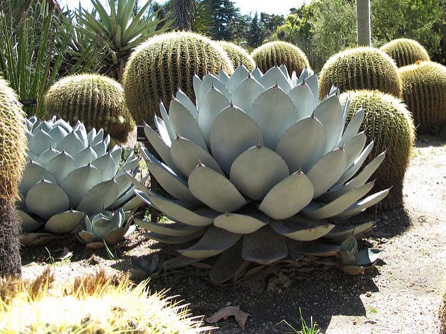 Suculentas resistentes al frío y heladas