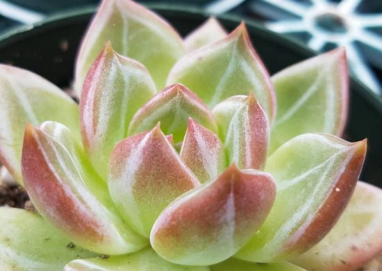 Conoce a la echeveria champán rosa Conoce a la echeveria champán rosa