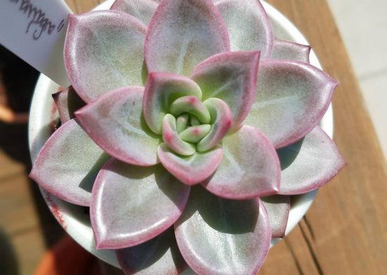 Conoce a la echeveria champán rosa Conoce a la echeveria champán rosa