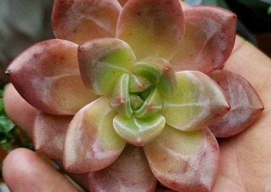Conoce a la echeveria champán rosa Conoce a la echeveria champán rosa