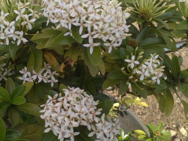 Ixora blanca - arbusto bajo que florece todo el año - Succulent Avenue