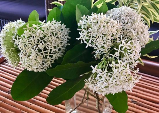 Flores de ixora blanca Flores de ixora blanca