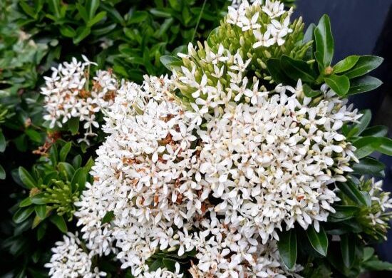 Ixora blanca enana