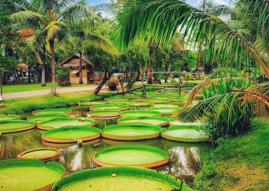 13 cosas que no sabías de la Victoria amazónica