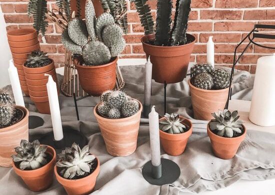 Bodas decoradas con cactus (2) Bodas decoradas con cactus