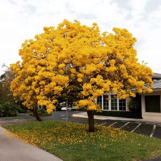 Lapacho amarillo, árbol pequeño con hermosas flores - Succulent Avenue