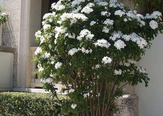 Fotos de planta ramo de novia