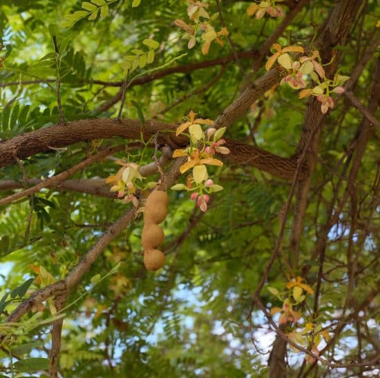 Flor de árbol de tamarindo