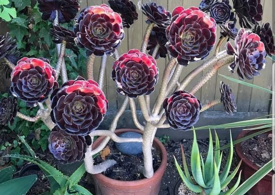Fotos de aeonium (3) Fotos de aeonium