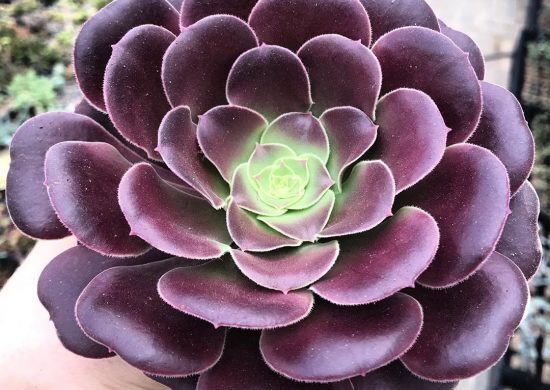 Fotos de aeonium (4)