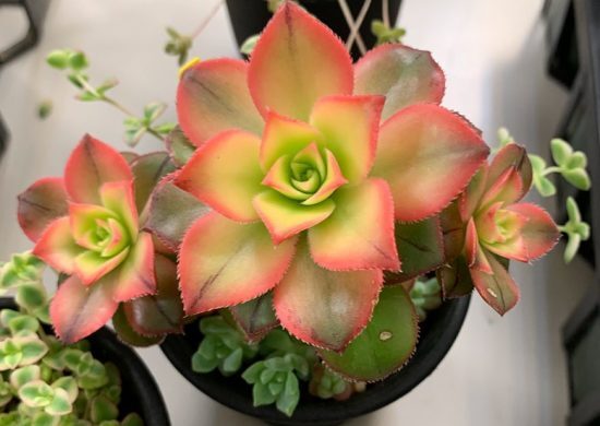 Fotos de aeonium Fotos de aeonium