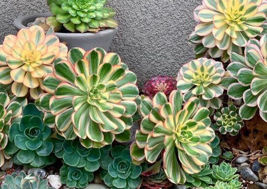 Fotos de aeonium sunburst (2) Fotos de aeonium sunburst