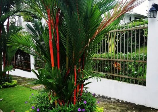 Fotos de palma roja