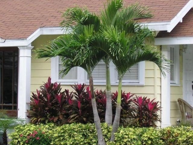 Unir Mostrarte cafetería Palma manila – la palmera ideal para jardines pequeños - Succulent Avenue